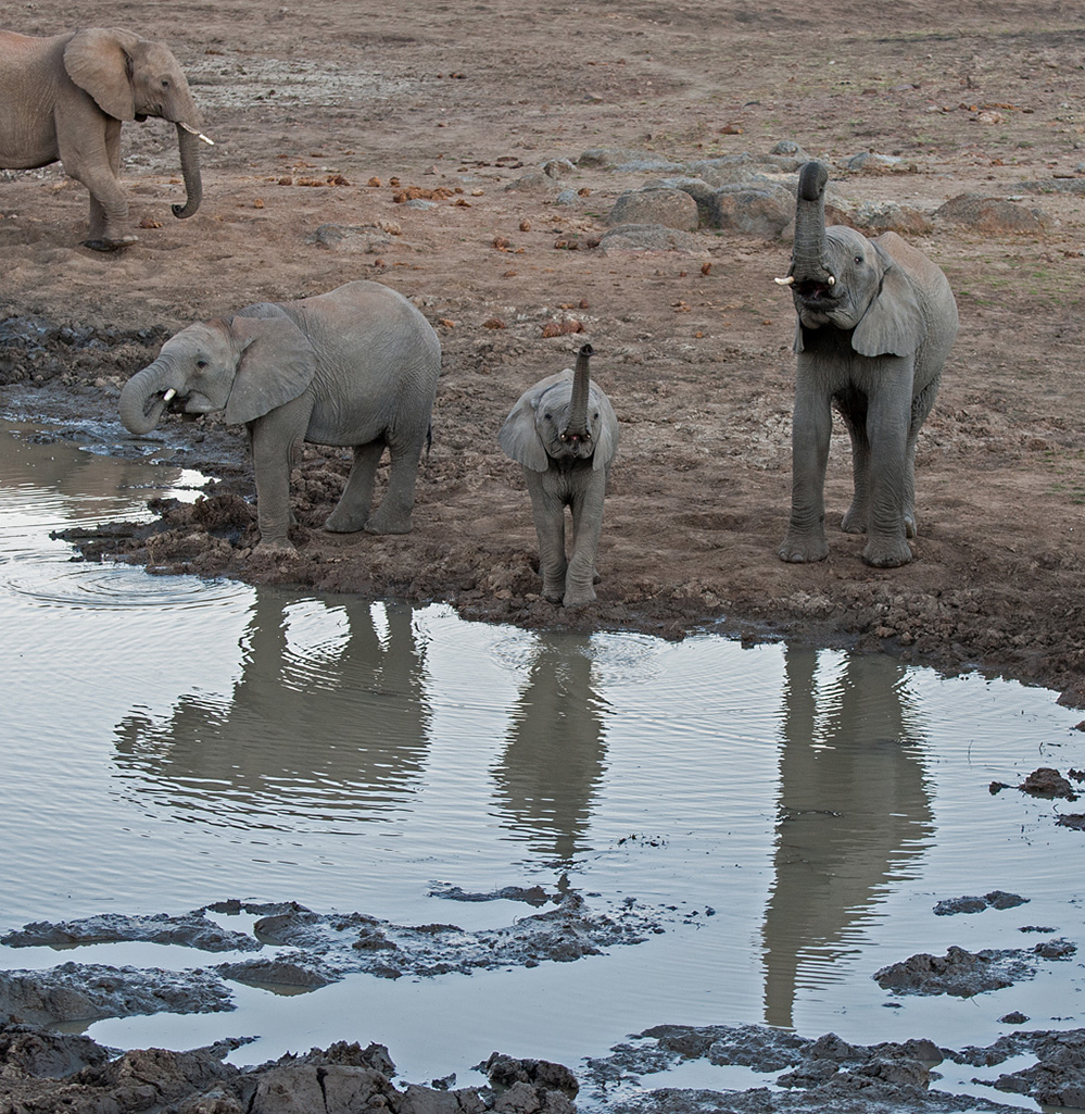 Pilanesberg National Park Elephants at Mankwe Dam